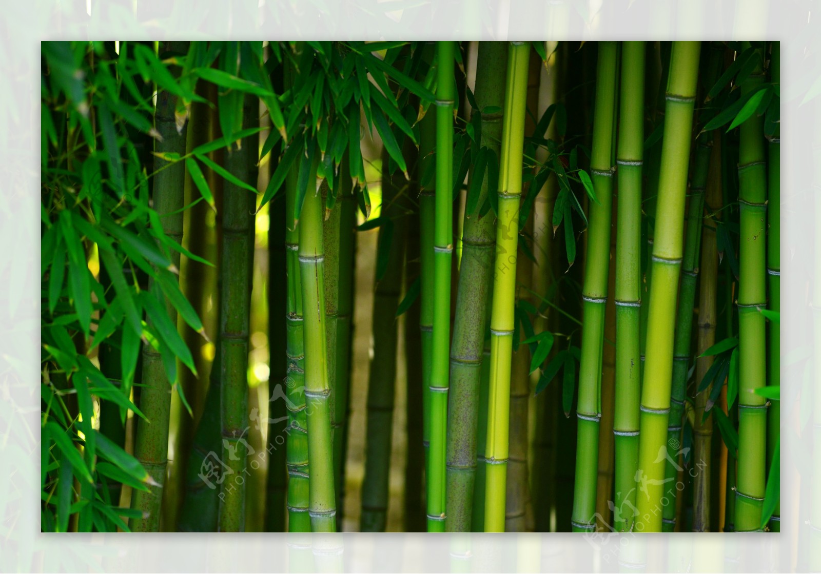 竹子与竹叶图片