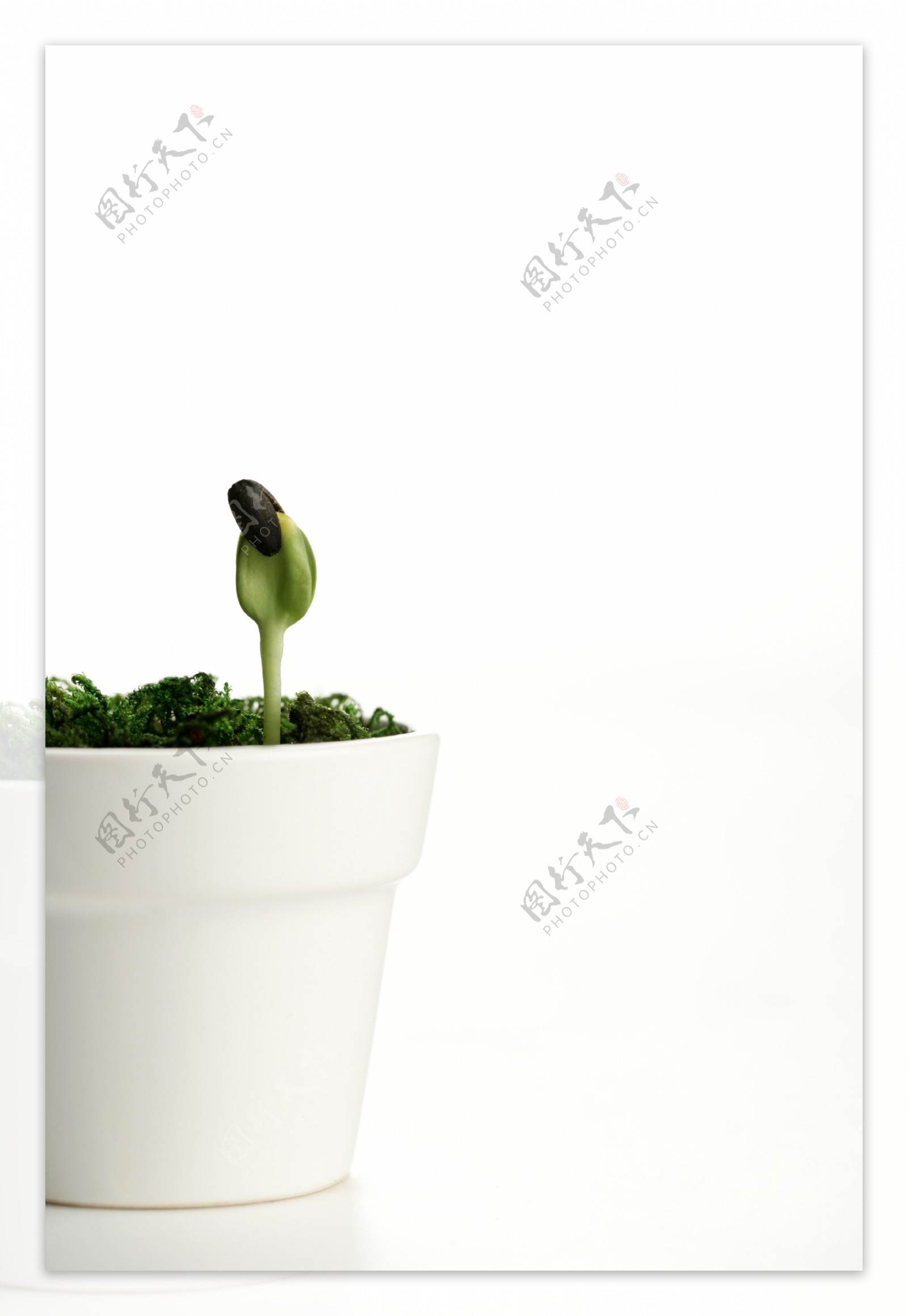 盆栽幼苗图片图片