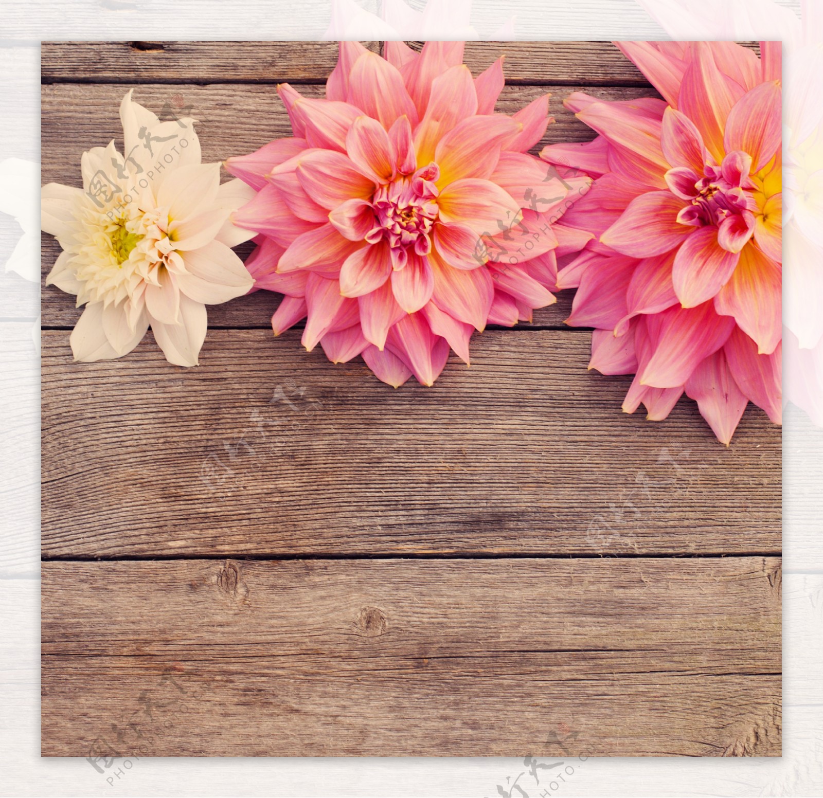木板上的粉菊花图片