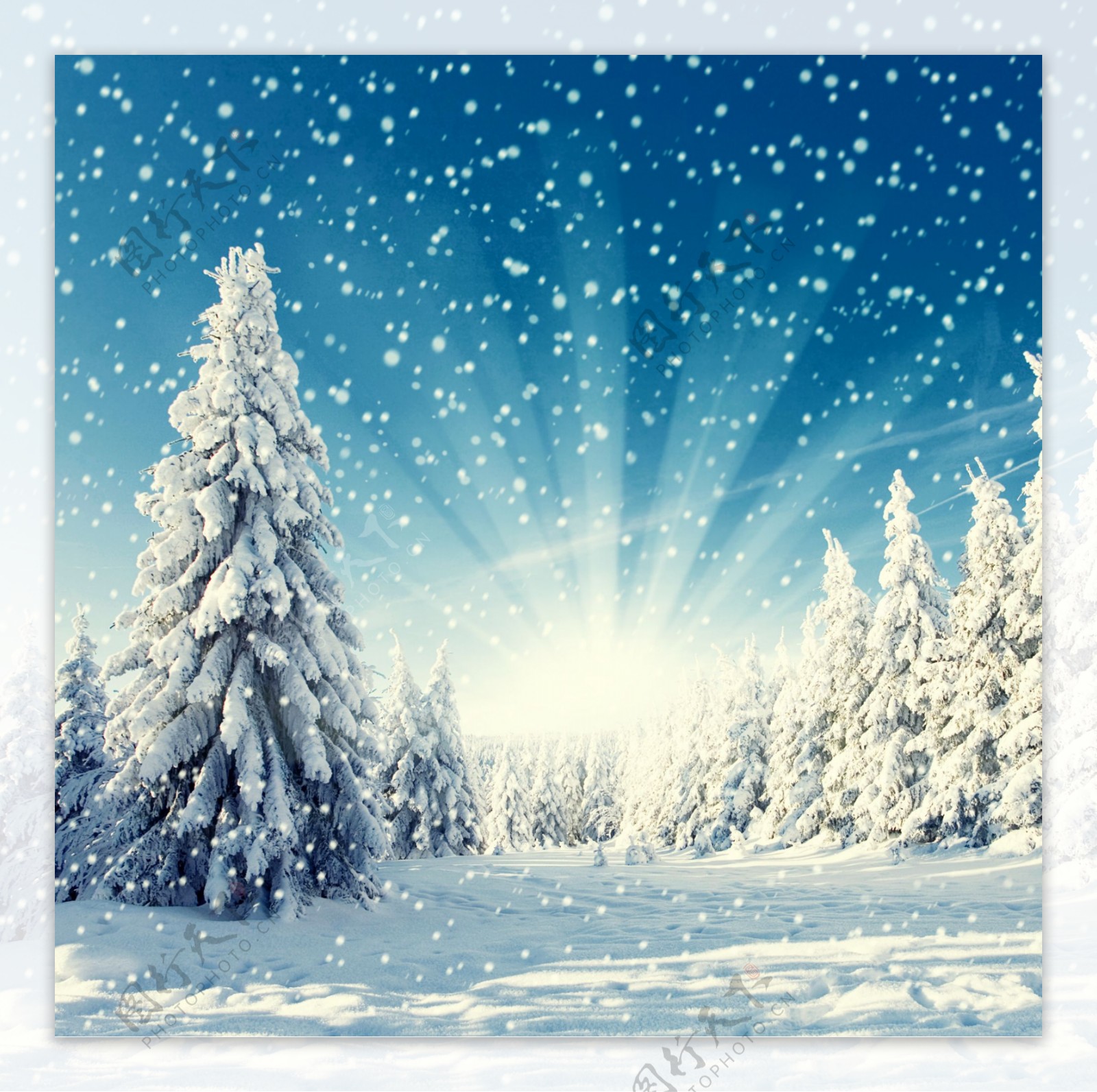光芒前的雪地和树林图片