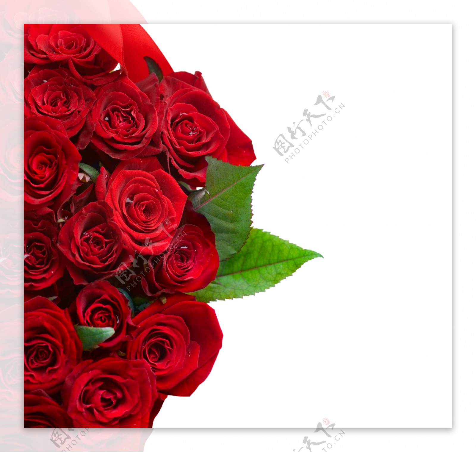 情人节大红玫瑰图片