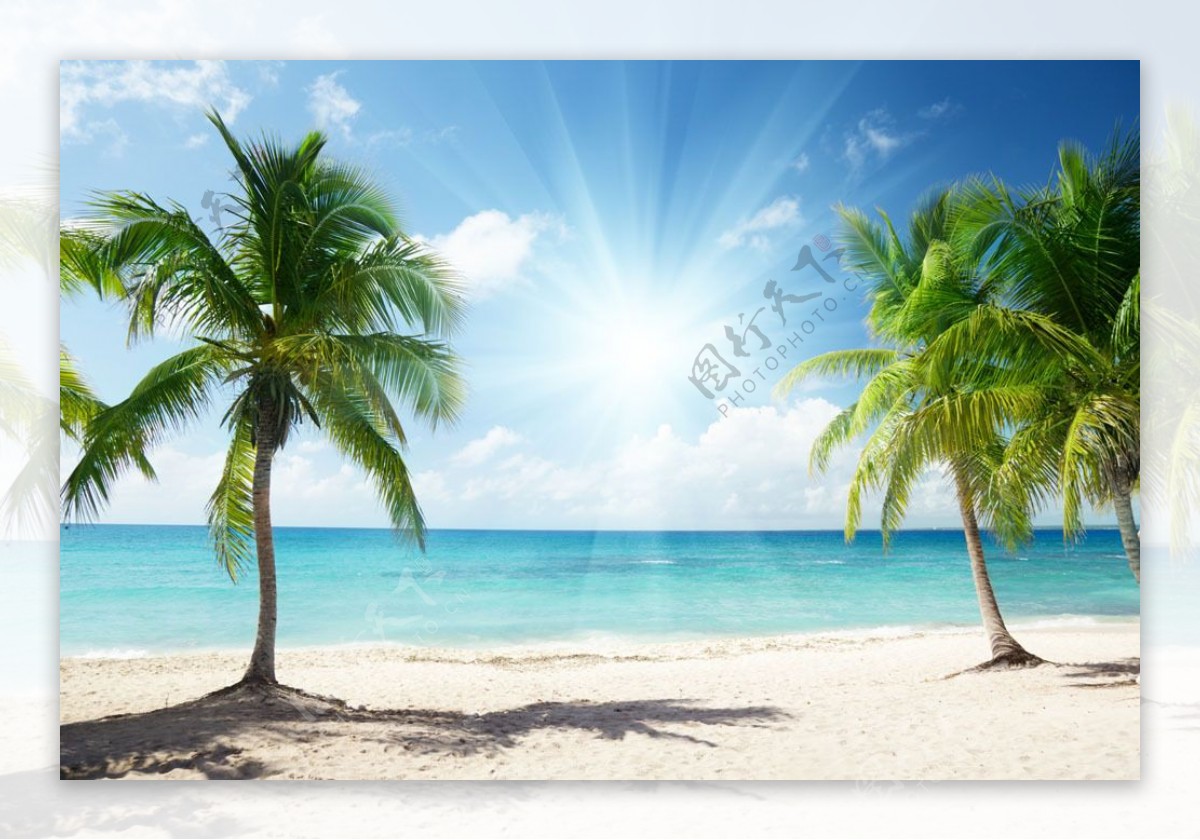 海滩上的椰树图片