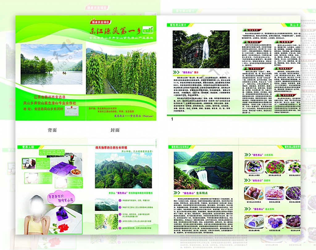 紫色淮山画册图片