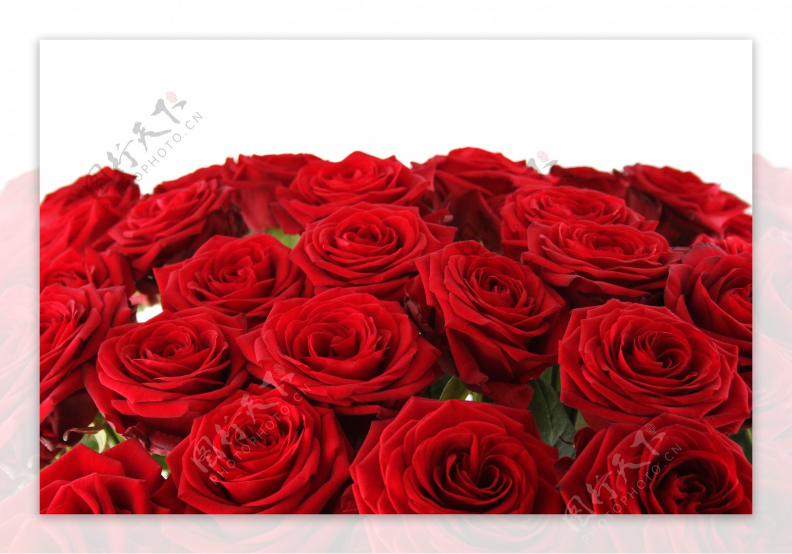 鲜艳的红玫瑰图片