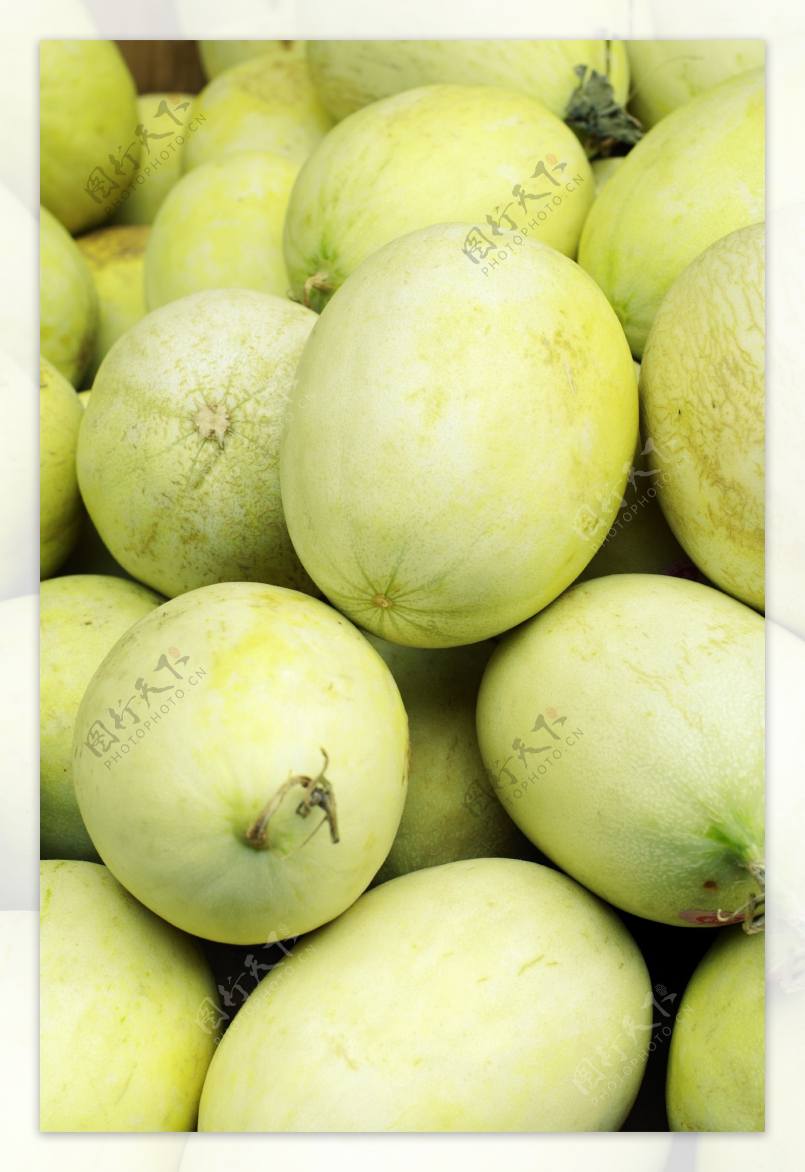 香瓜品种大全图片和名称大全_金纯