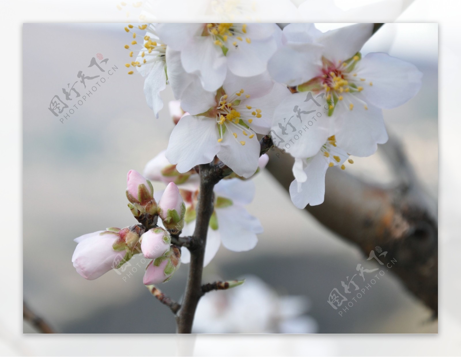 春天梨花图片