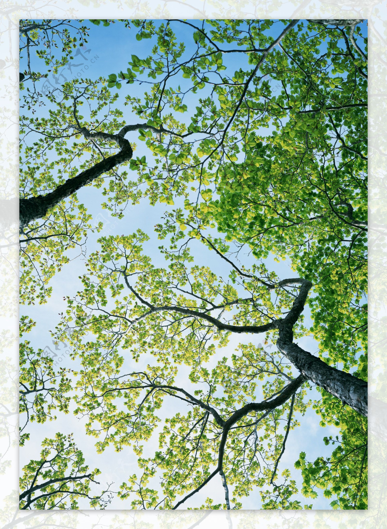 树林图片森林树木图片119图片
