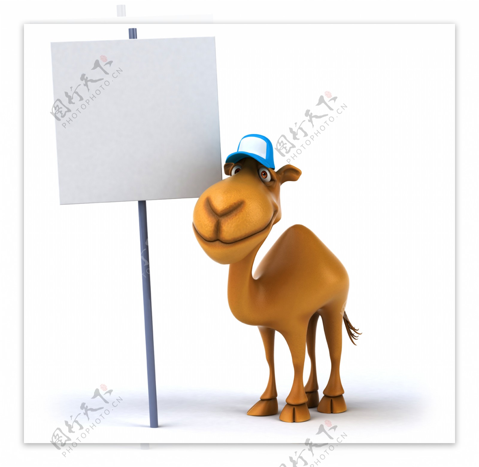 骆驼与广告牌图片