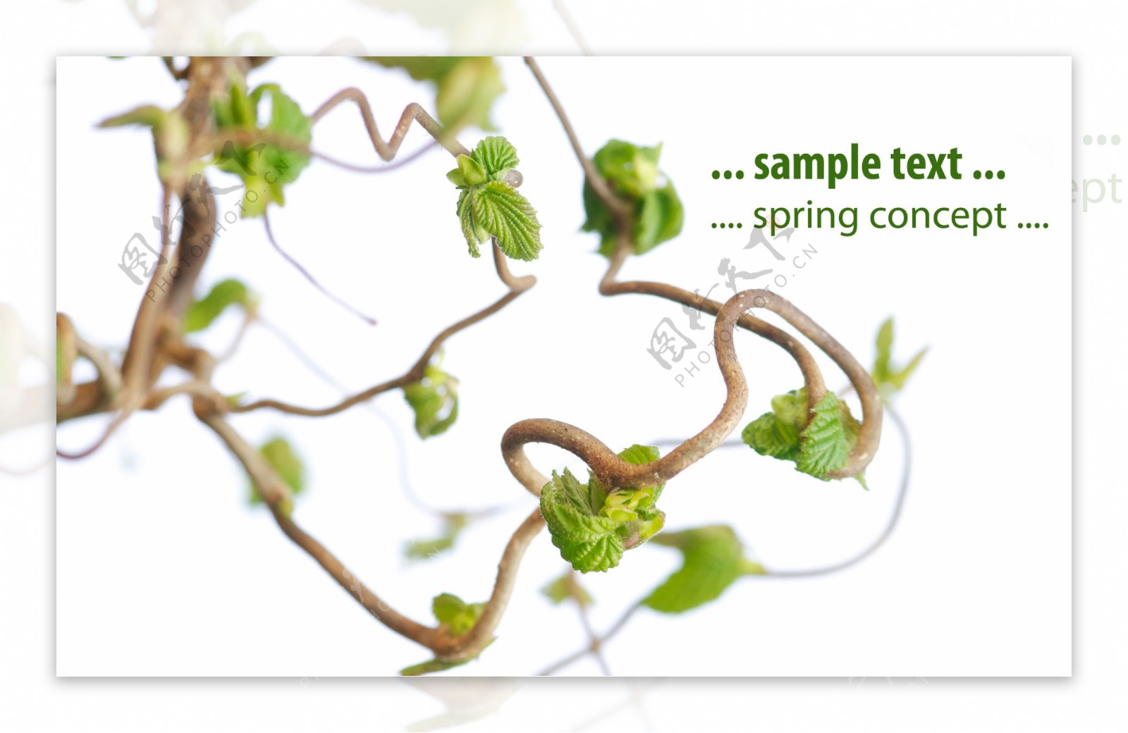 春天树枝背景图片