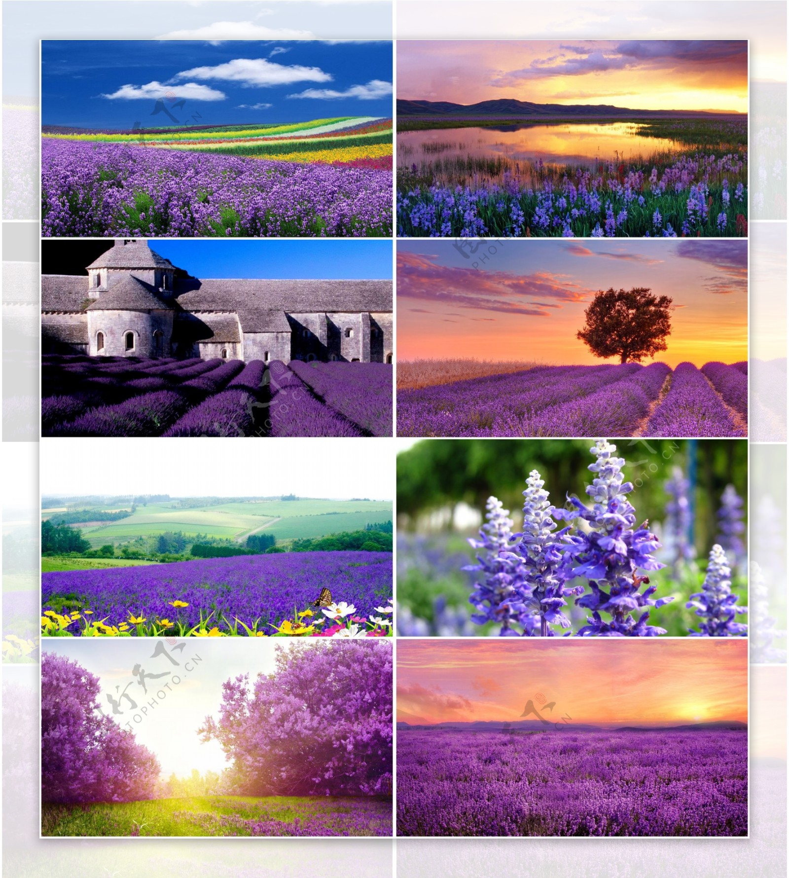 紫色的花田