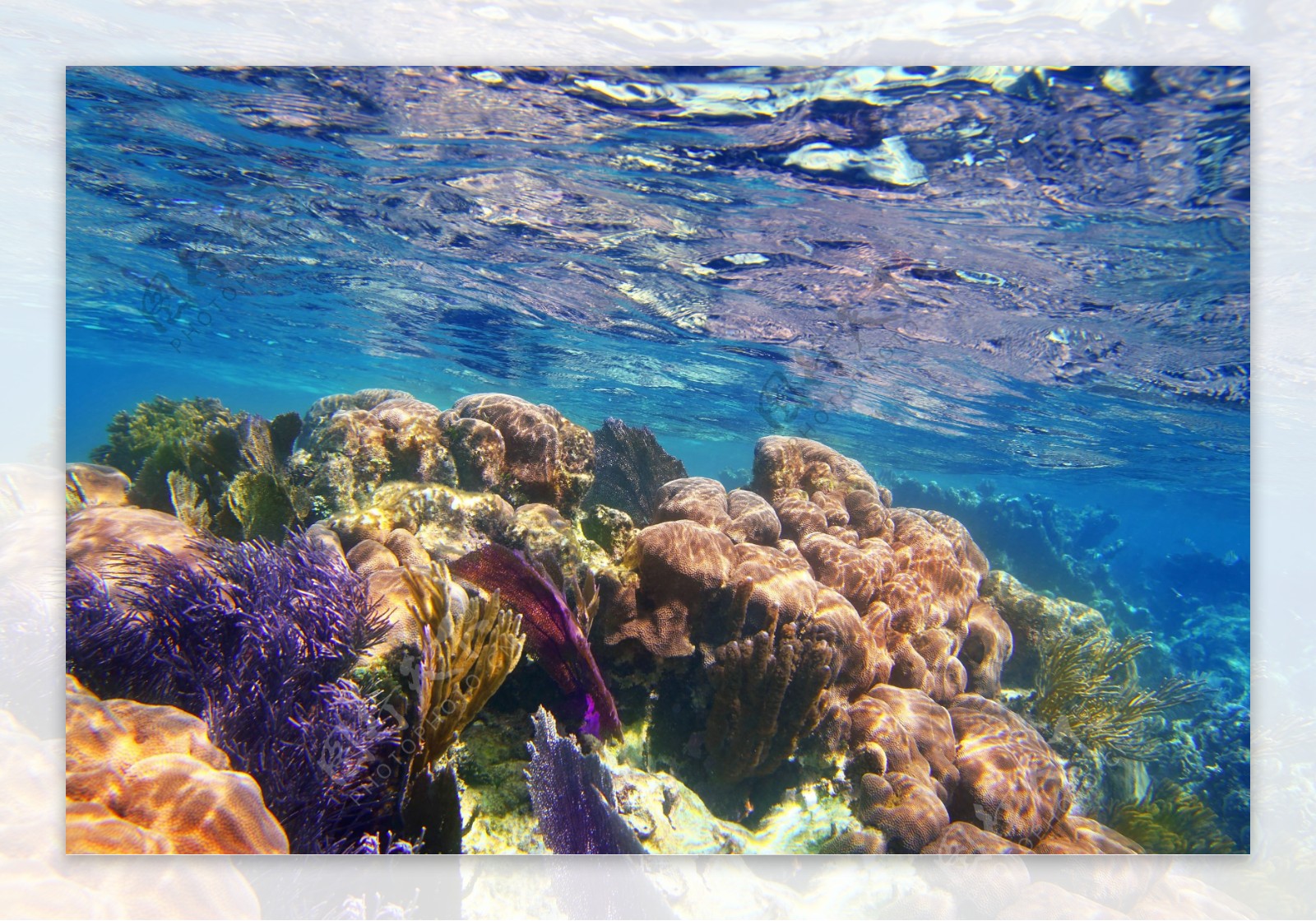 水下的珊瑚和植物图片