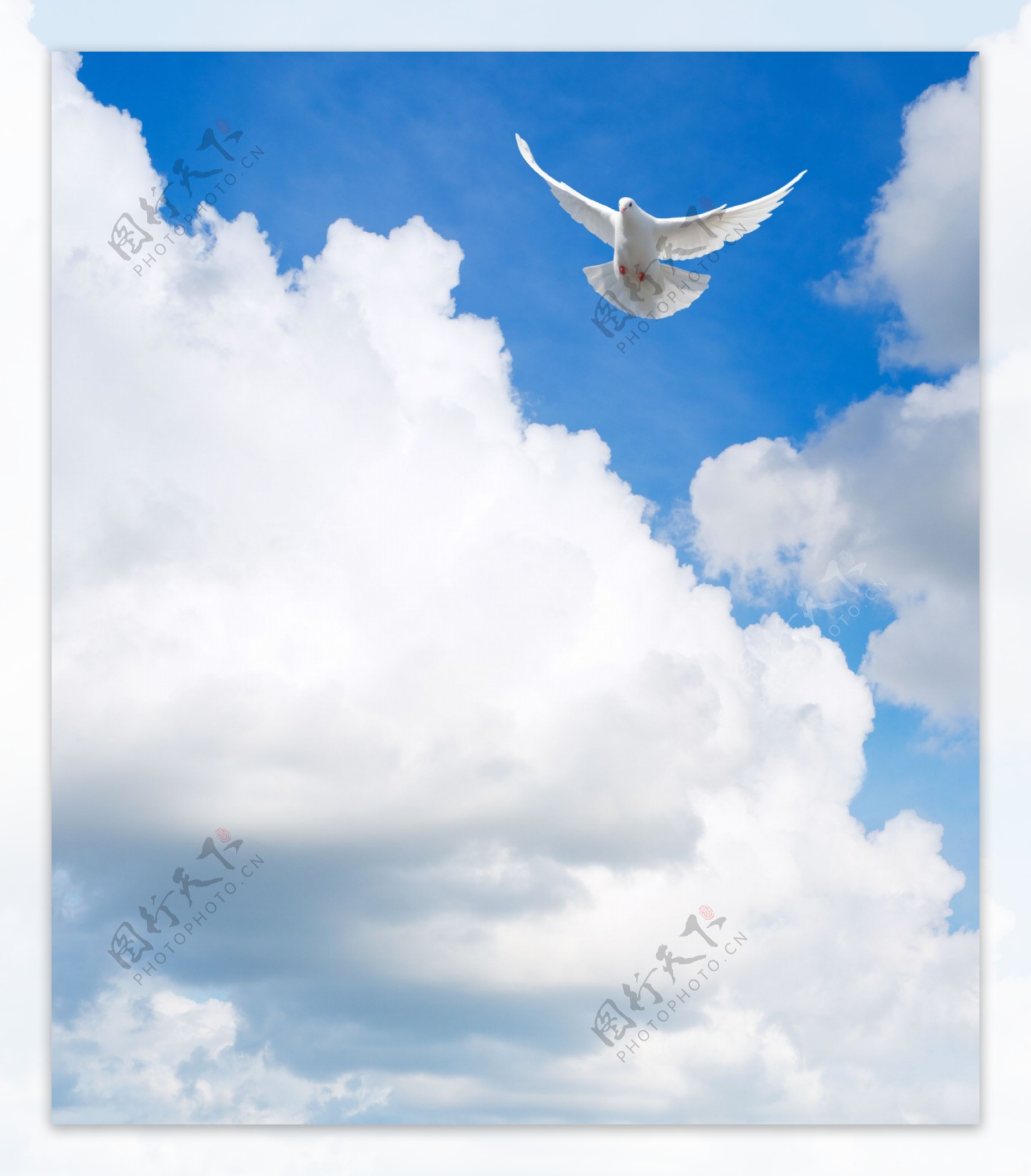 天空中飞翔的白鸽图片