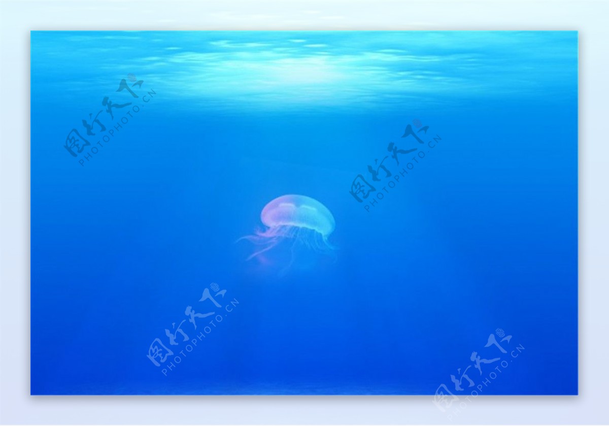 海洋水母图片