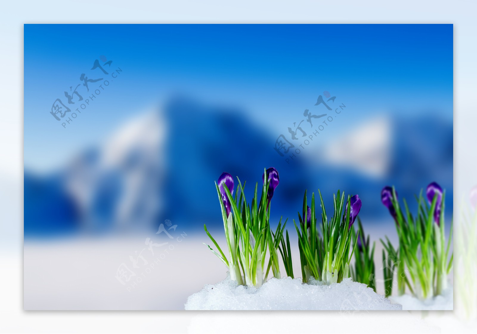 紫色小花与雪山背景图片