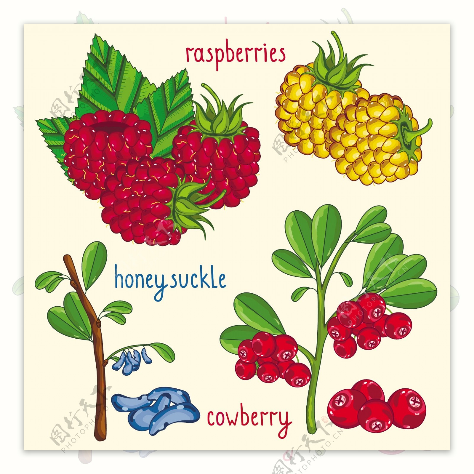 手绘樱桃和树莓