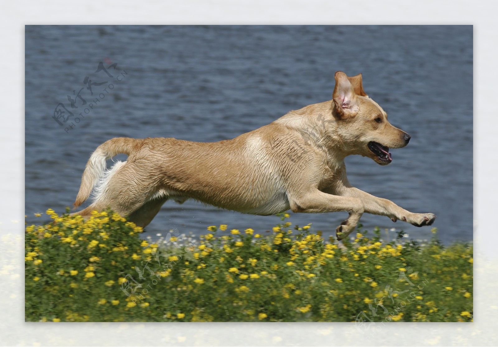 河边奔跑的狗图片