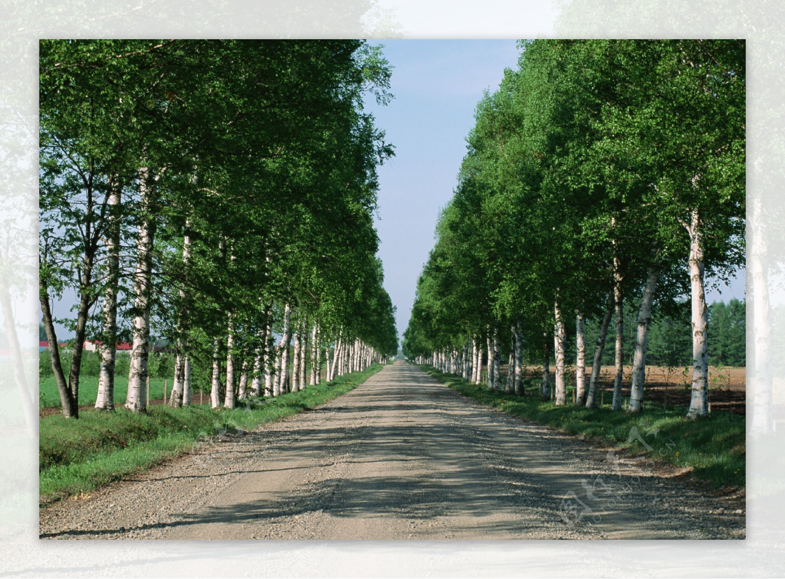 公路树木风景图片