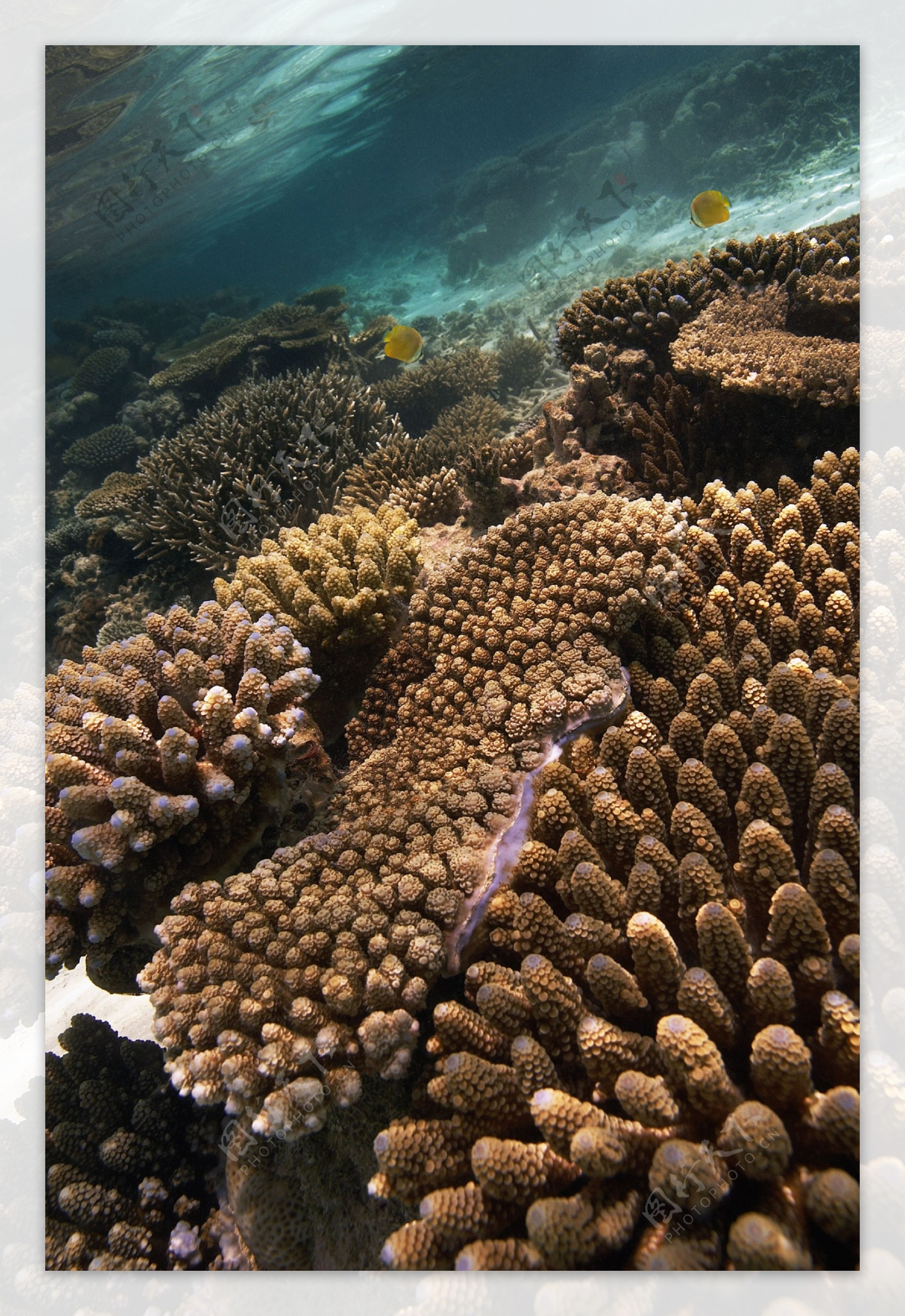 海底珊瑚高清大图图片