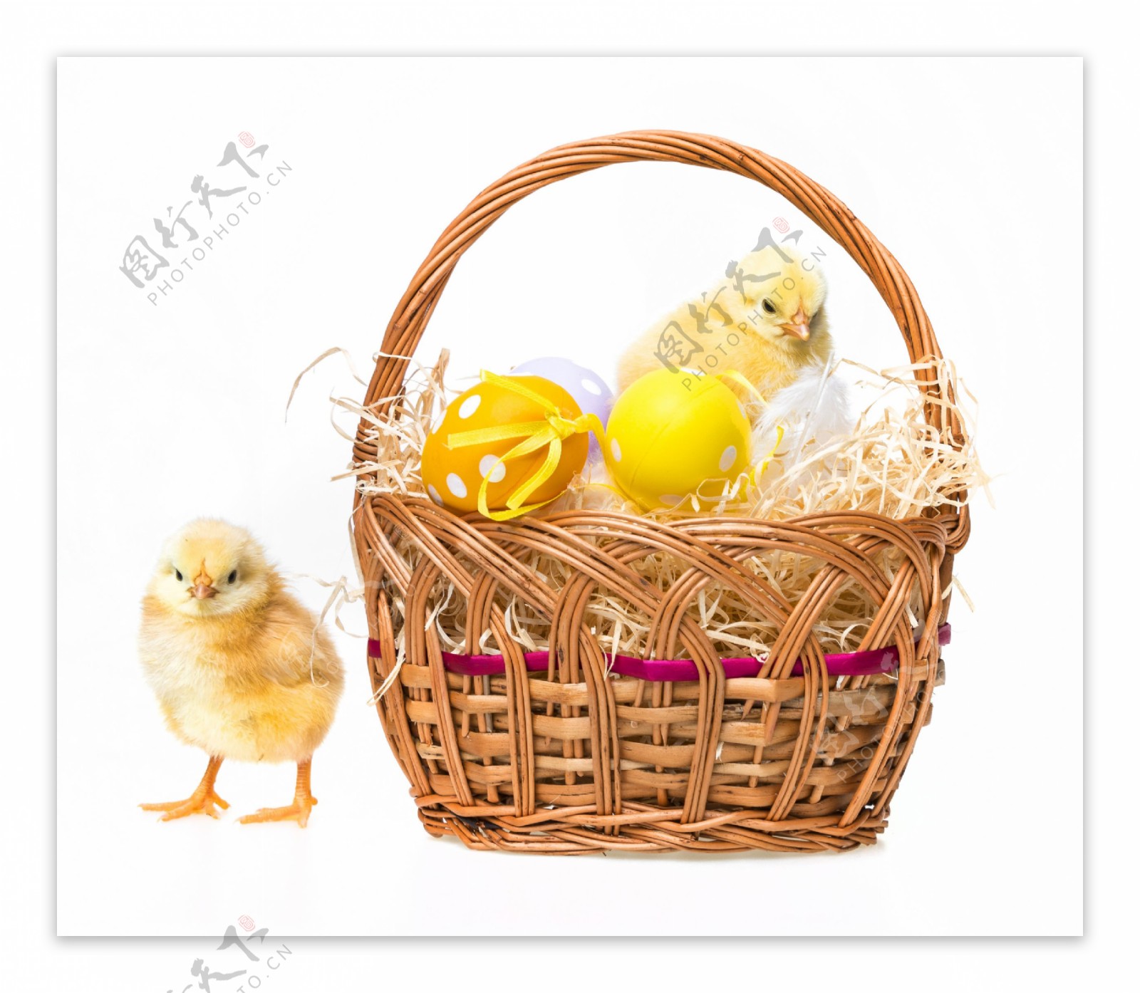 彩蛋和小鸡崽图片