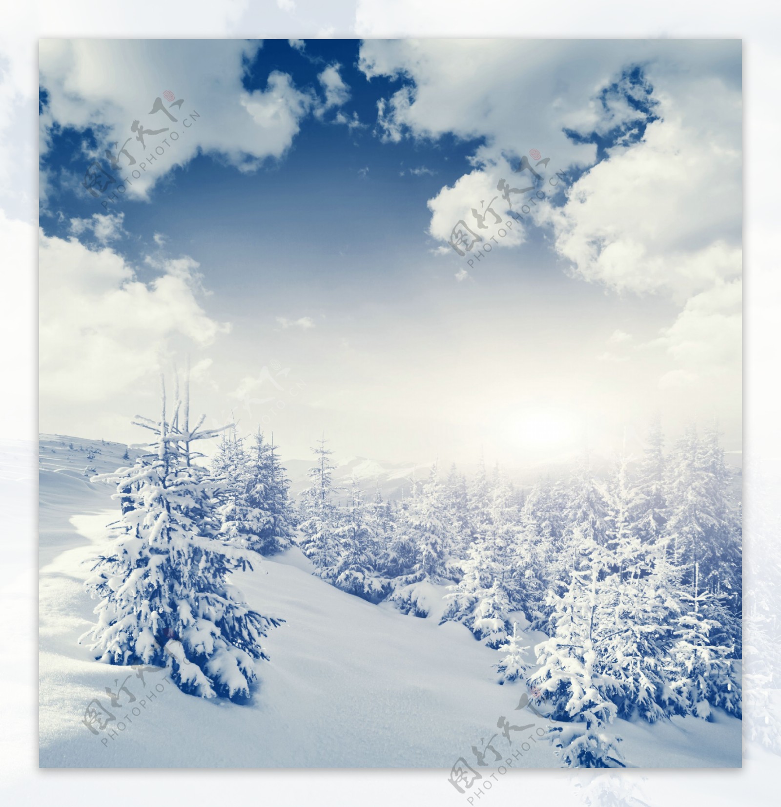 天空下白雪覆盖的雪地和树林图片