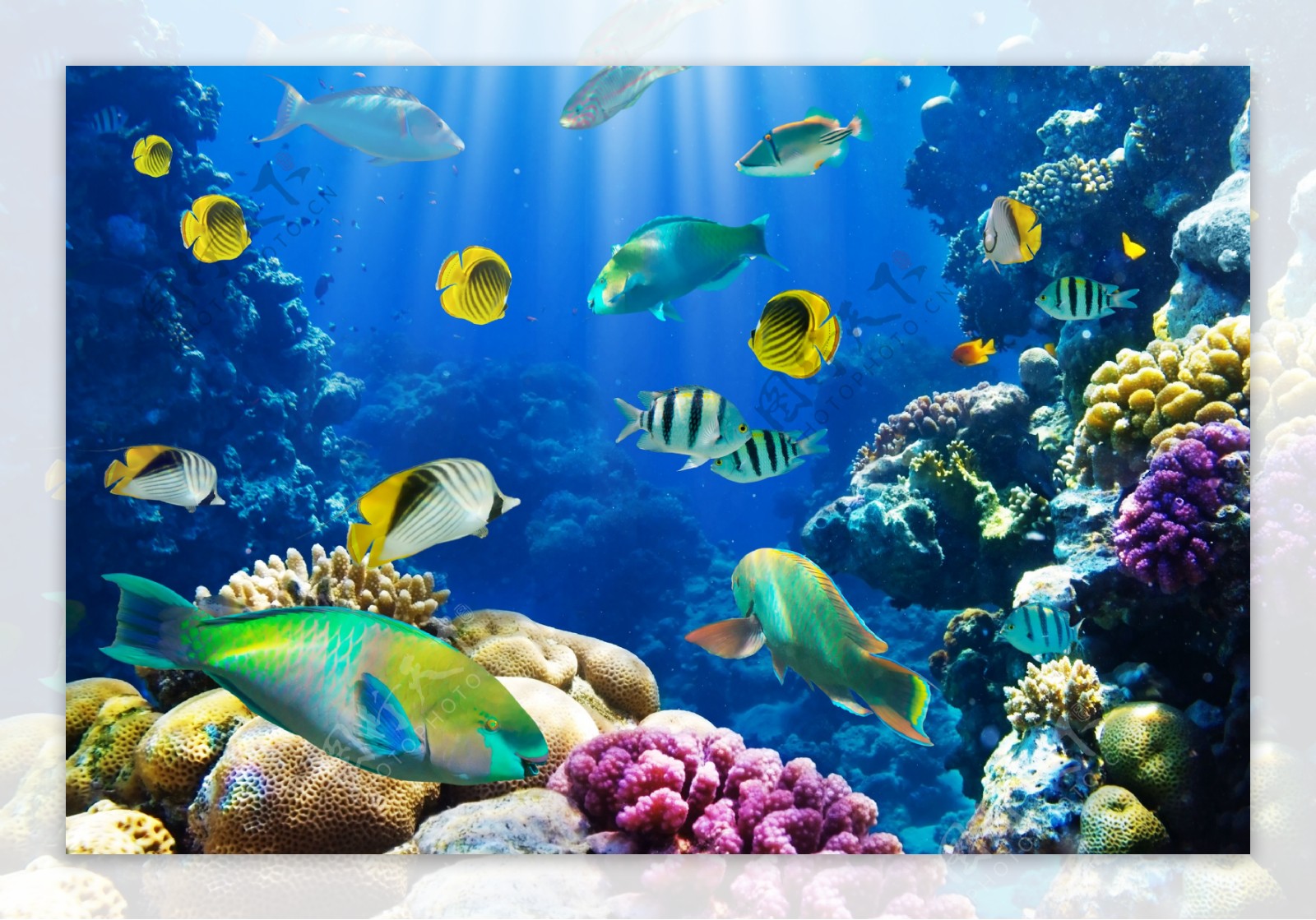 色彩斑斓的海底世界图片