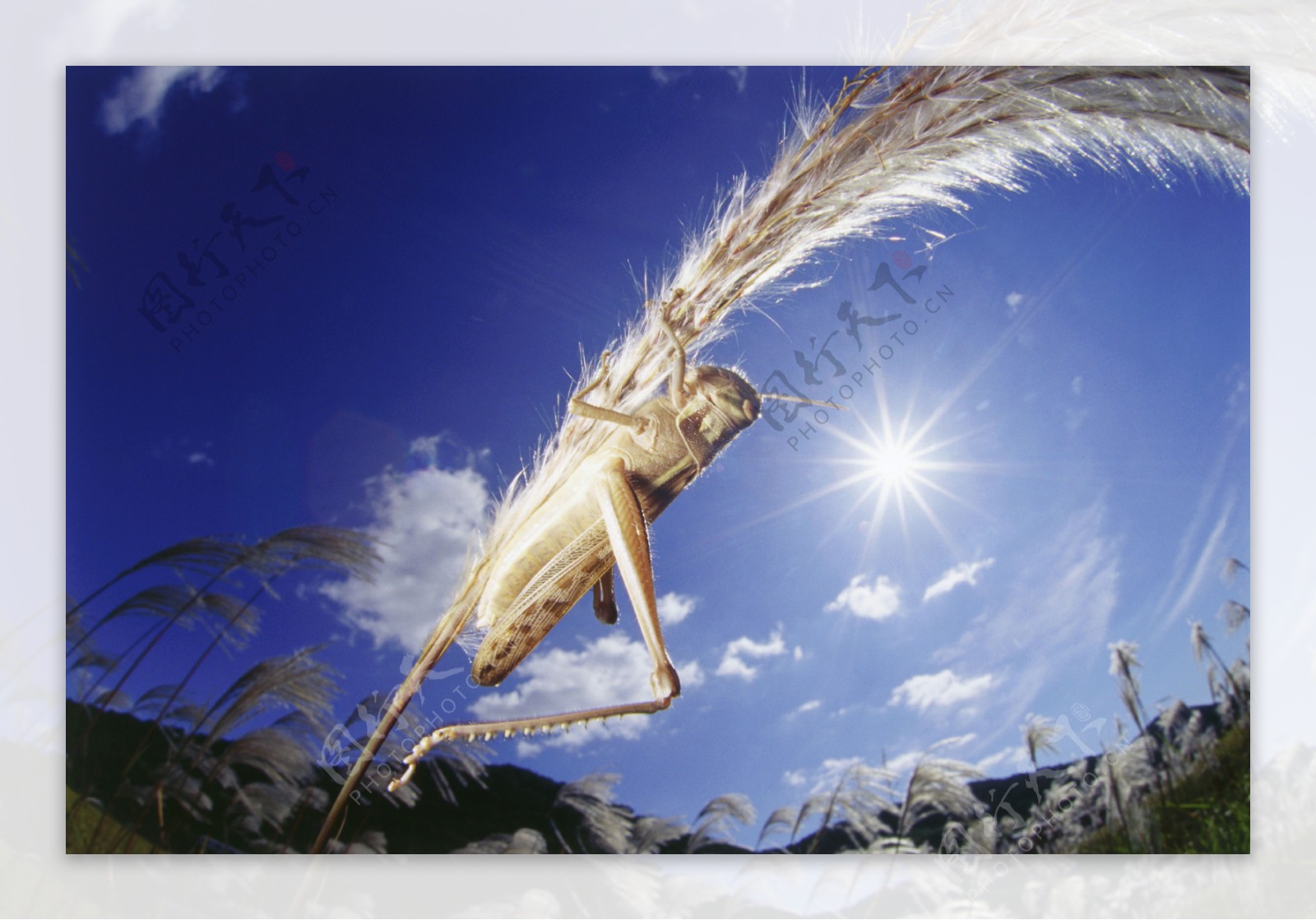 螳螂蝗虫摄影图片