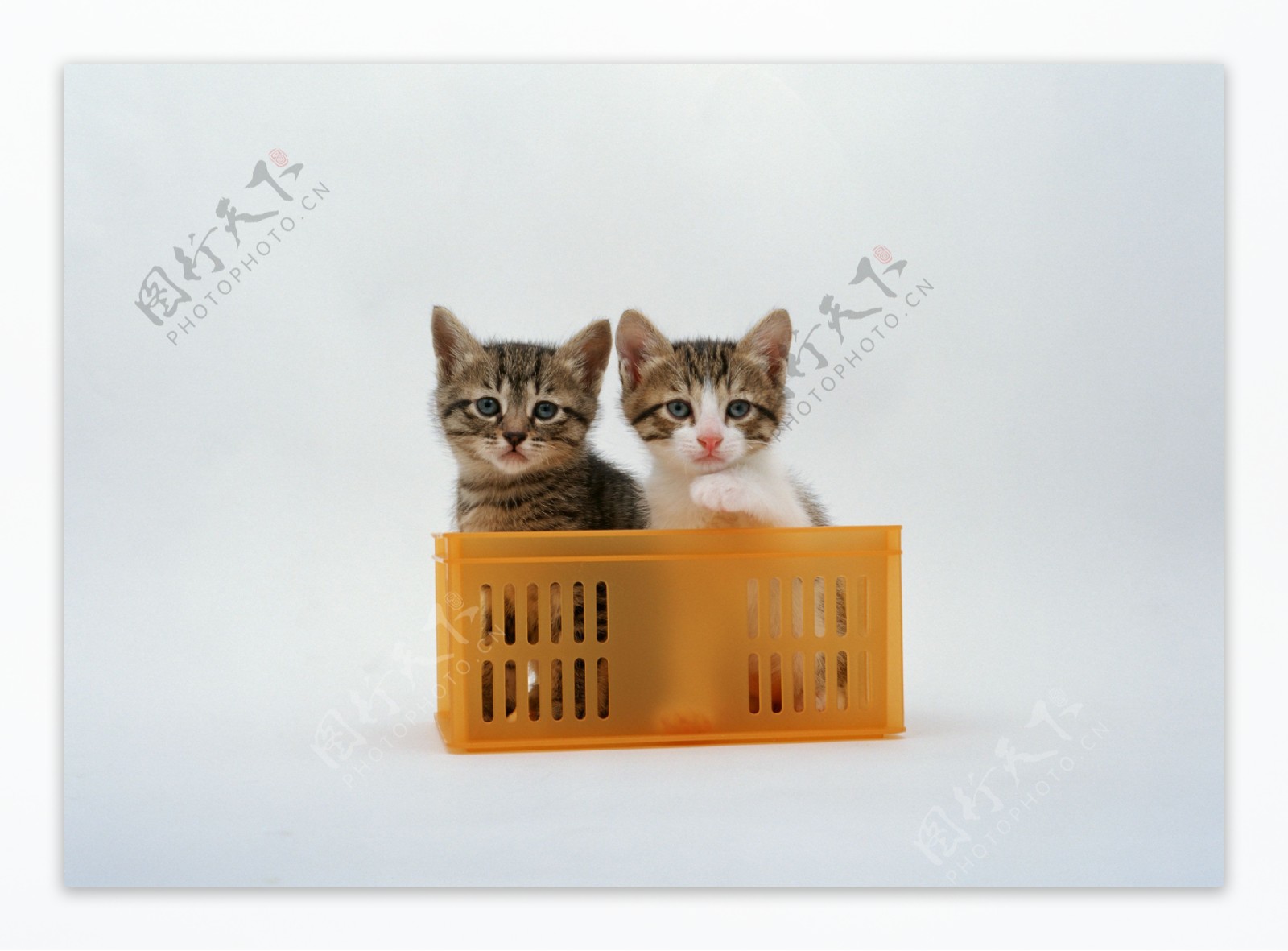 篮子里的两只花猫图片