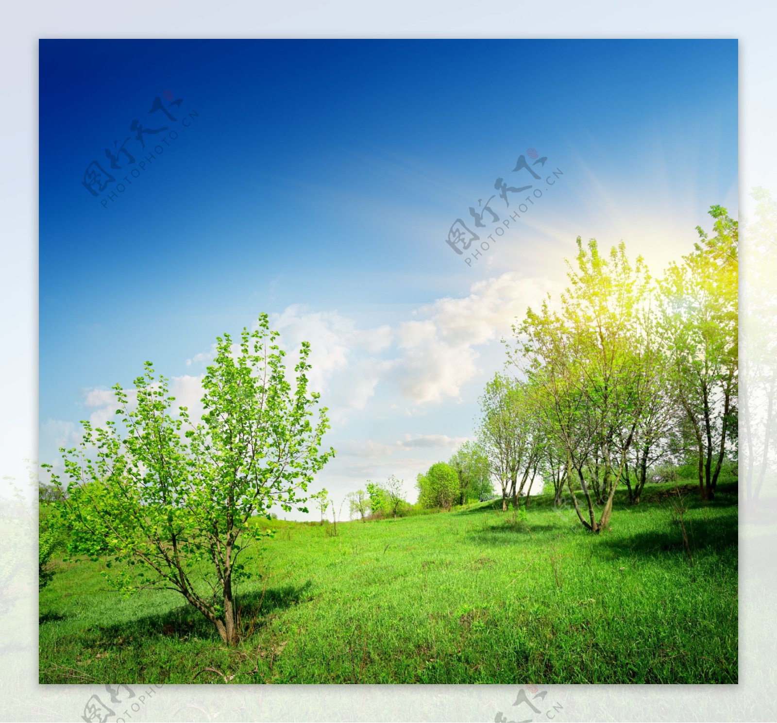 阳光下的草地树木图片