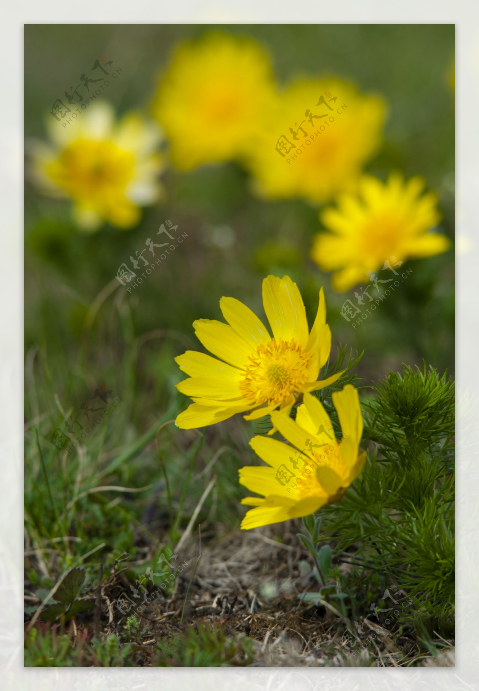 黄色的野花背景图片