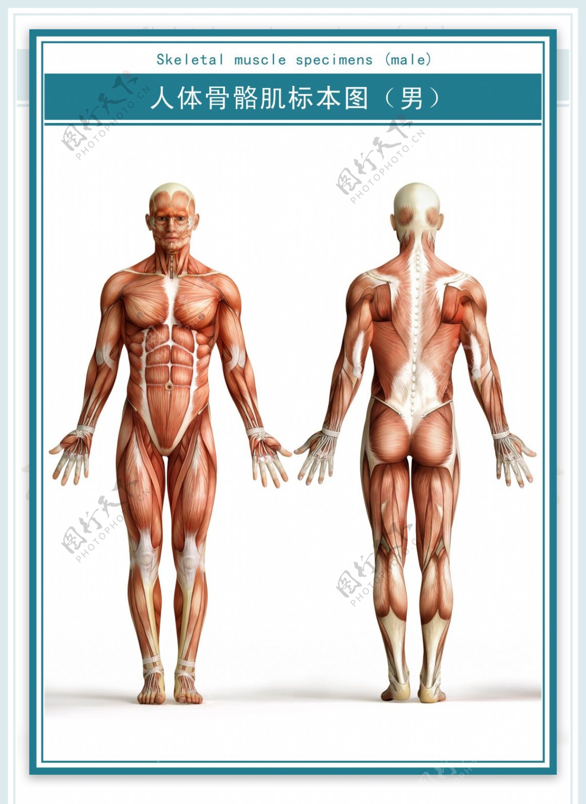 医学展板人体全身肌肉标本图超清psd下载