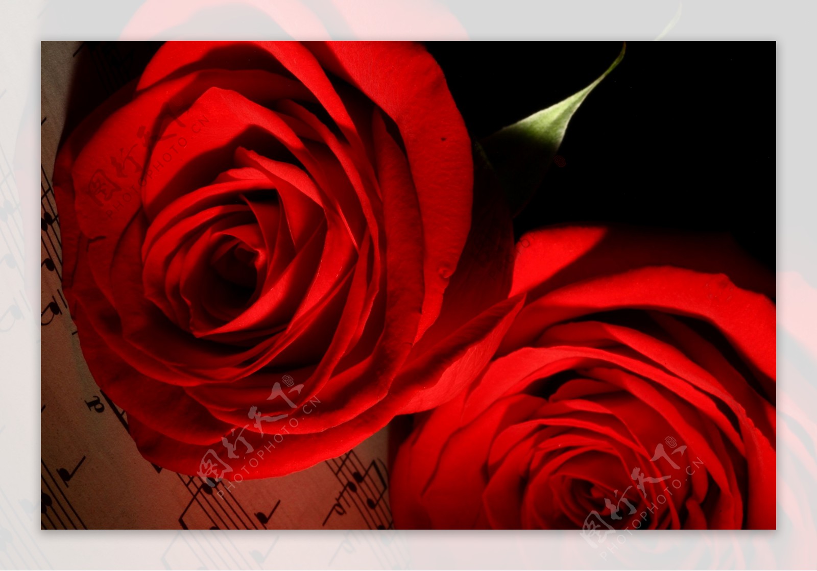 两朵玫瑰花与乐谱图片