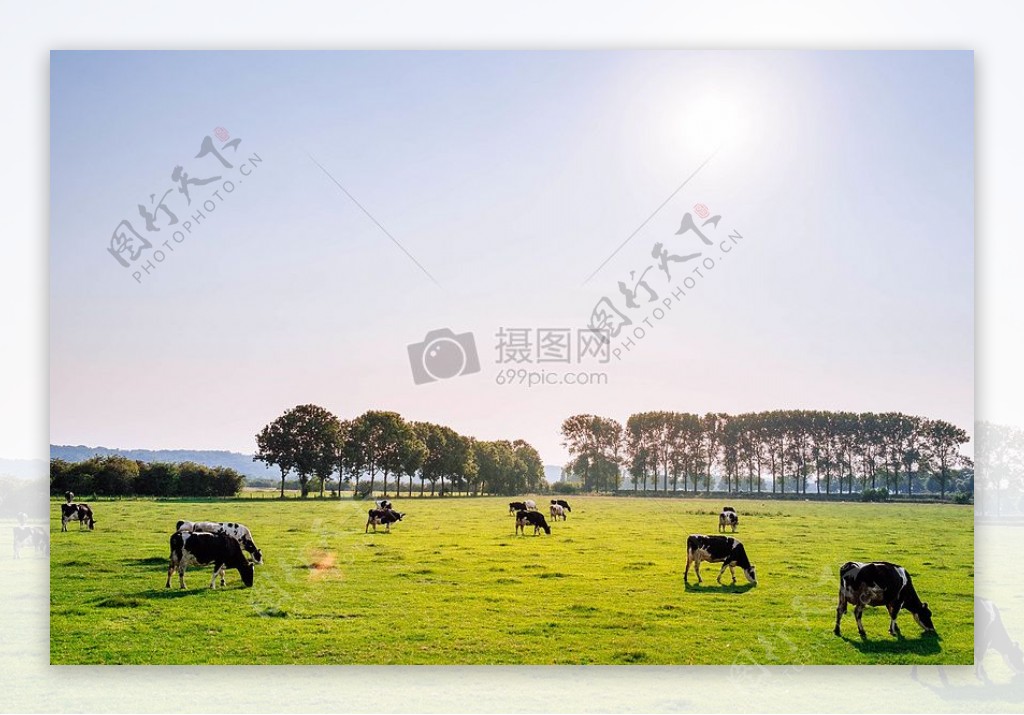 景观天空村太阳阳光树木农业农场草牛
