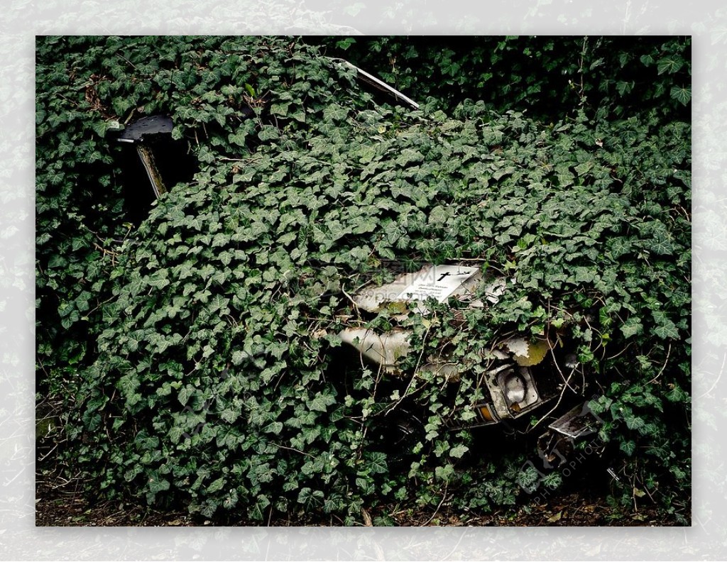 被遗弃在草木中的废汽车