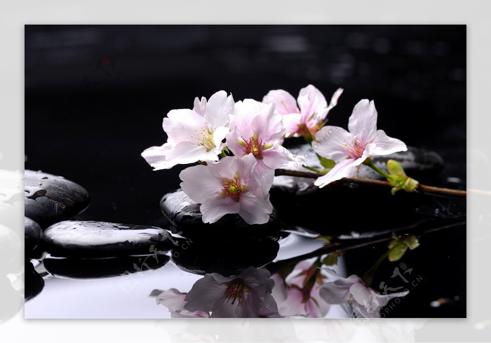 水疗石与樱花图片