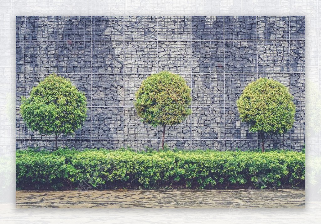 绿叶树木灰色砖墙前