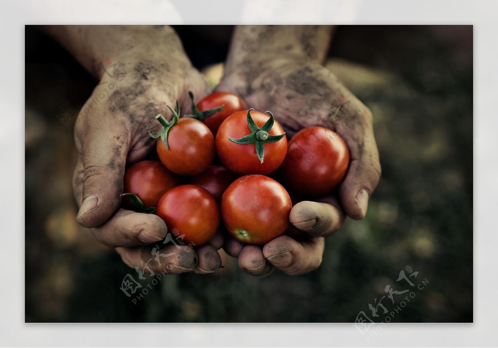 泥手里的西红柿图片