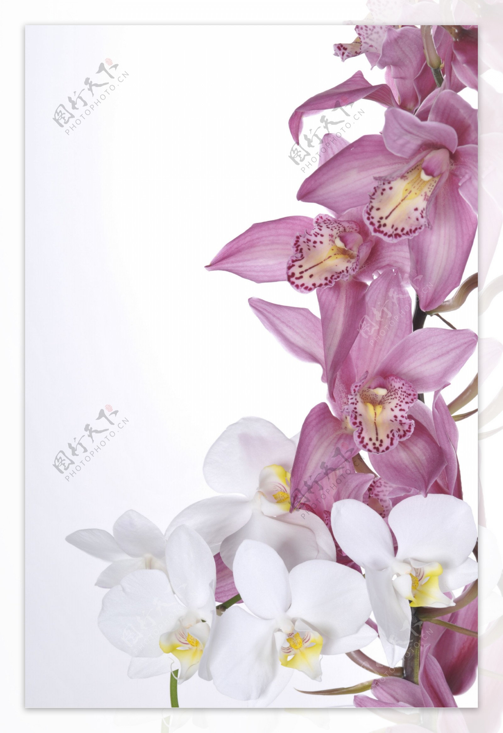 粉色和白色花朵图片