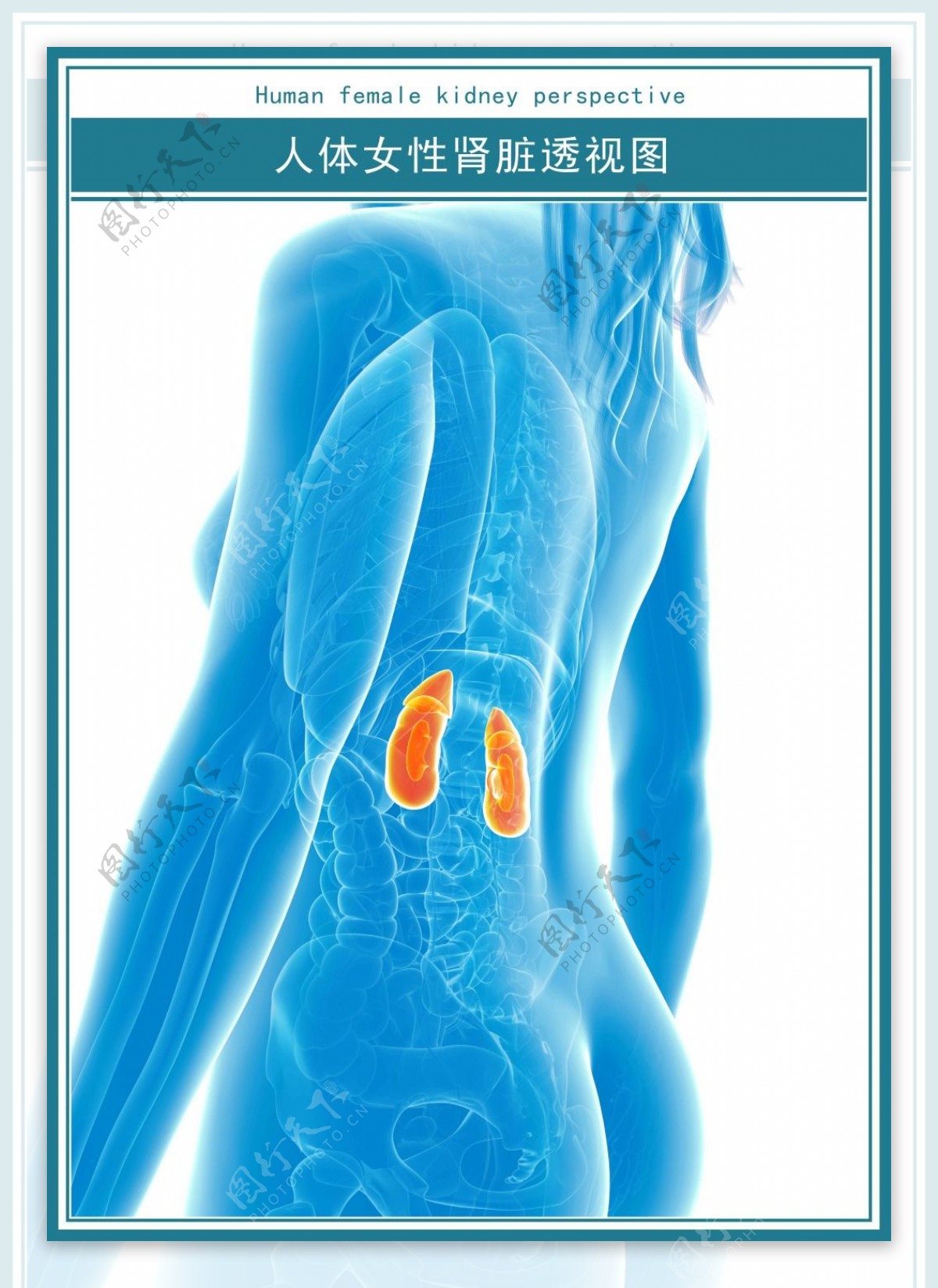 现代医学科技展板人体女性肾脏透视图超高清