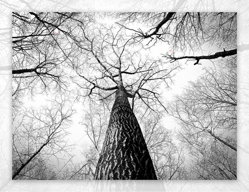 黑与白树枝树高树树干高大树皮同比增长
