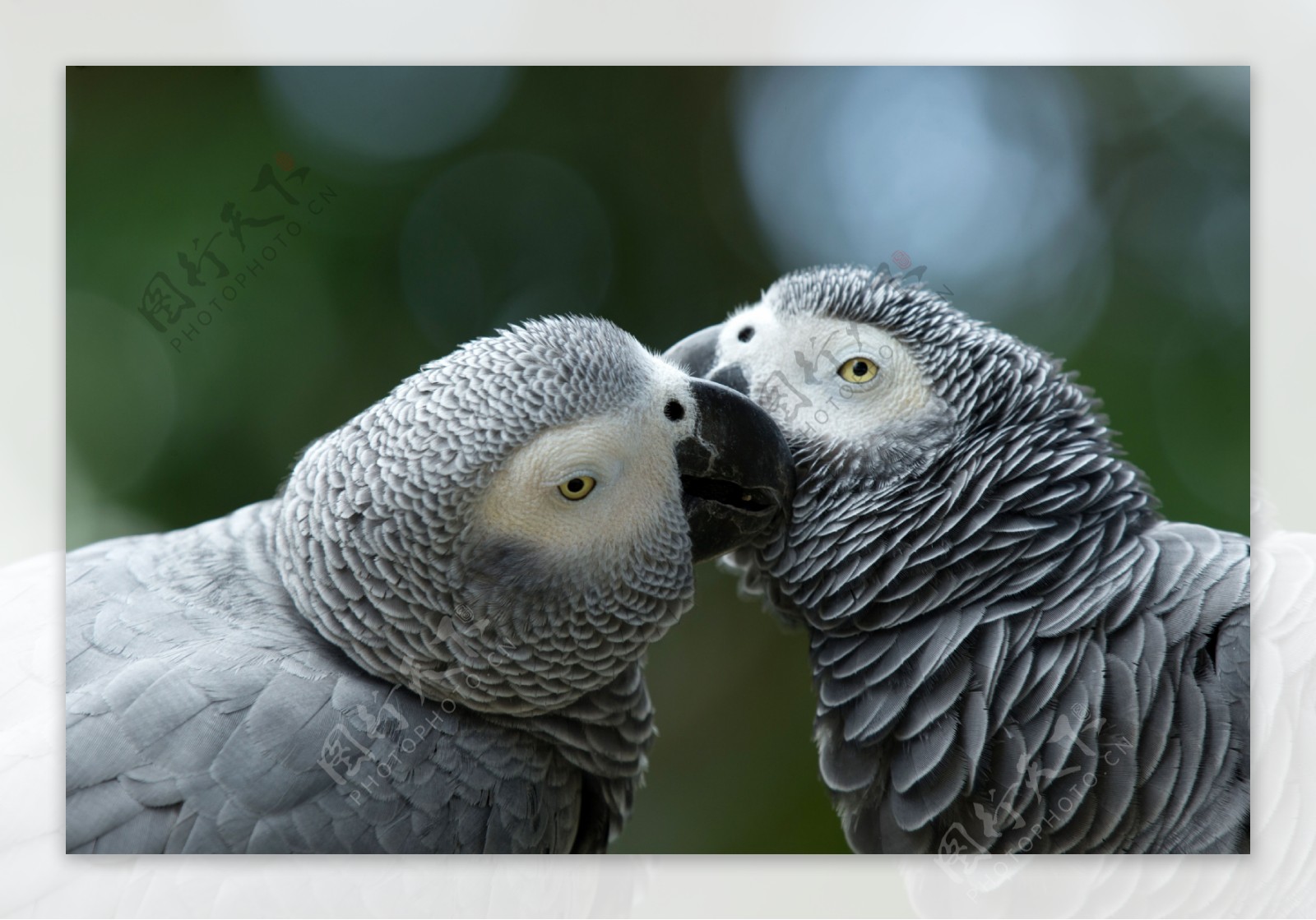 灰色情侣小鸟图片