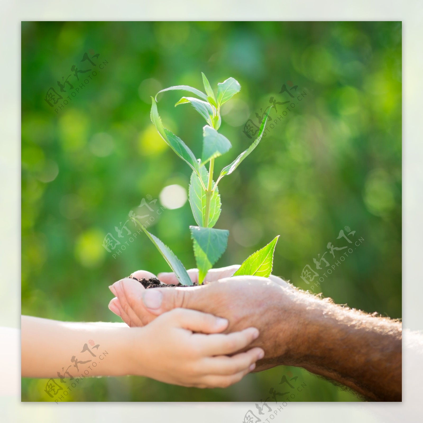 小手与双手里的植物图片