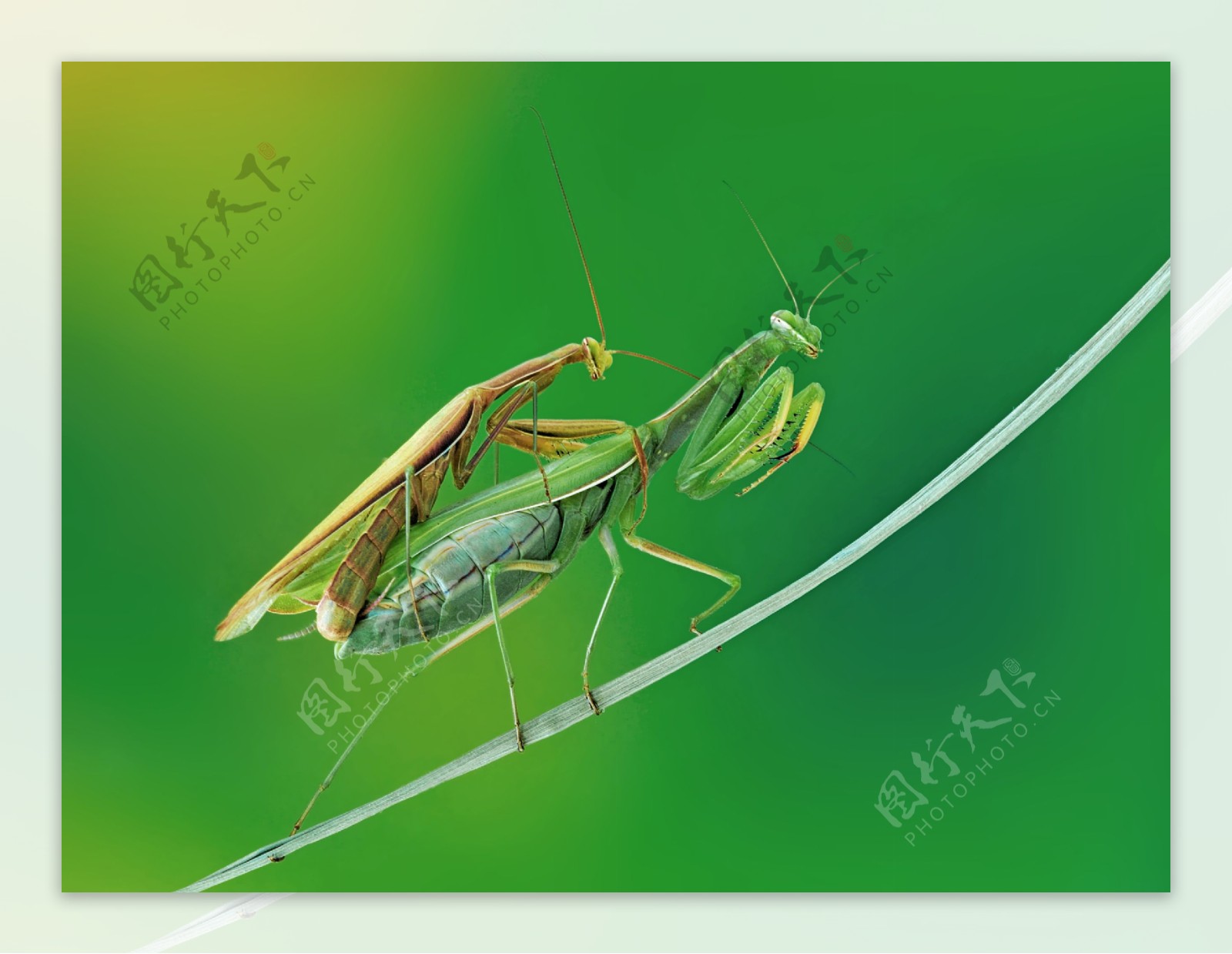 交配的螳螂图片