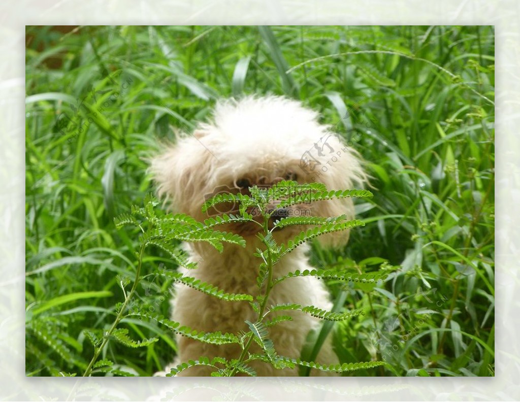 坐棕色植物绿色婴儿小狗贵宾犬贝拉
