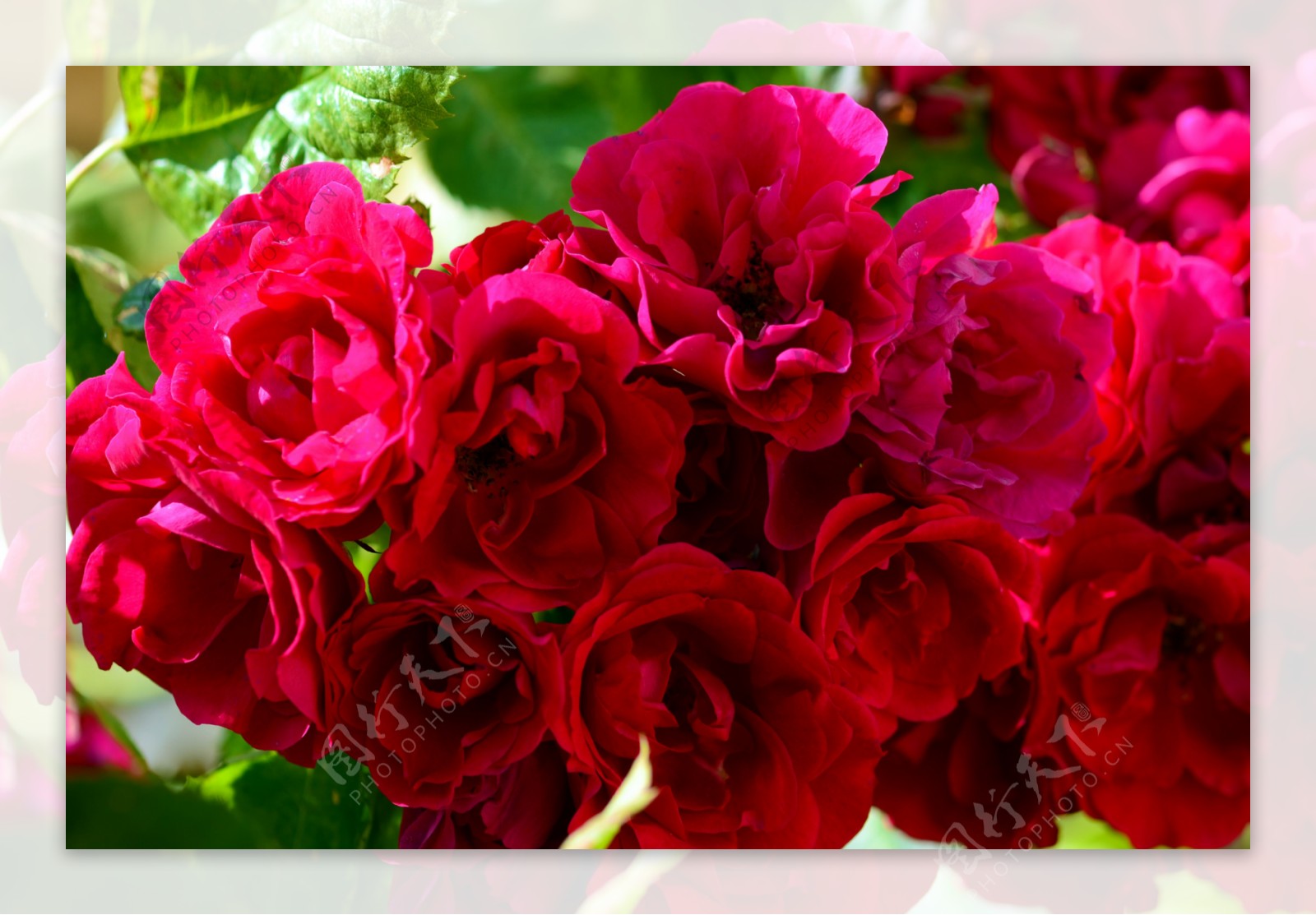 美丽的玫瑰花图片