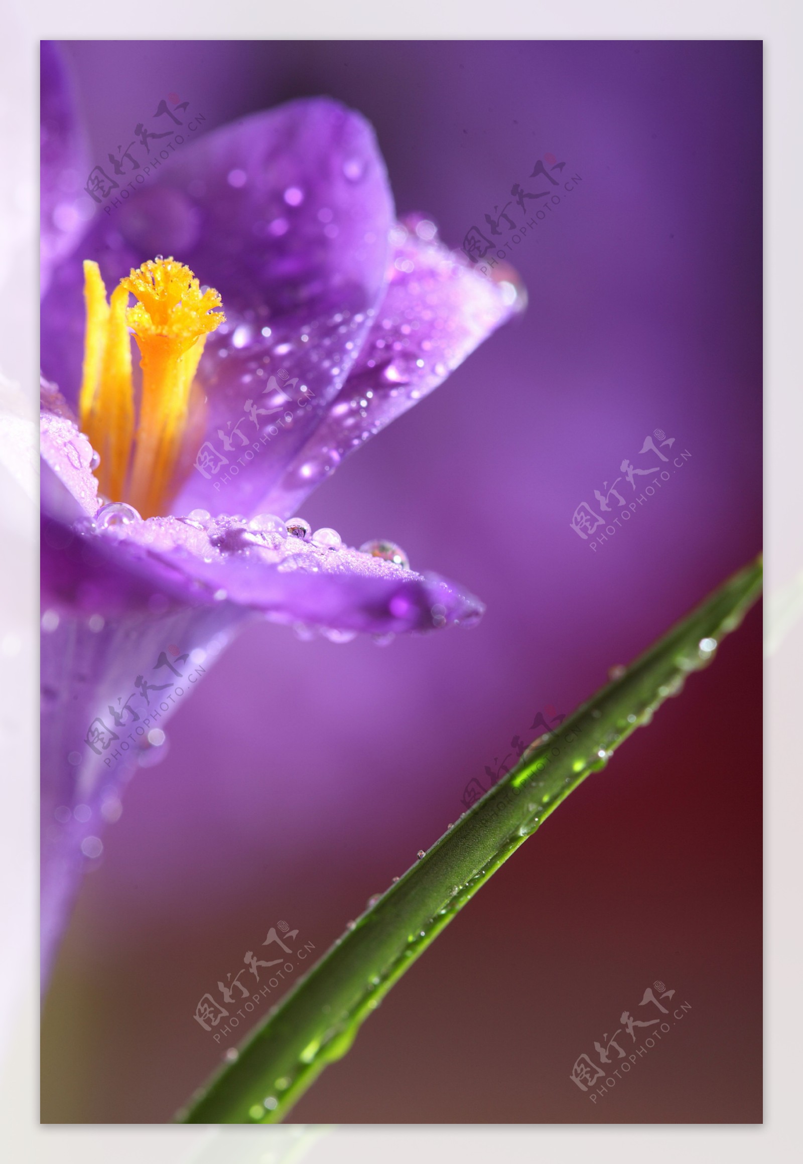 有水珠的紫色花朵图片