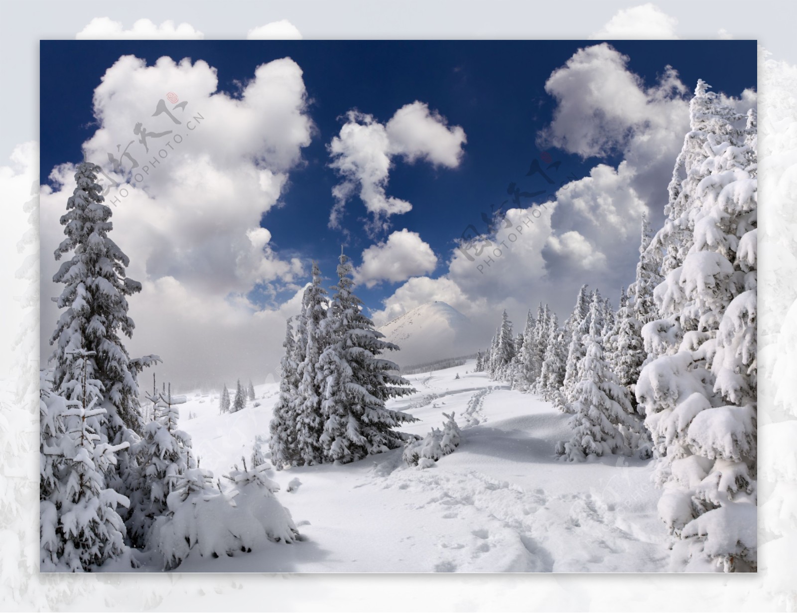 美丽的雪地和松树图片