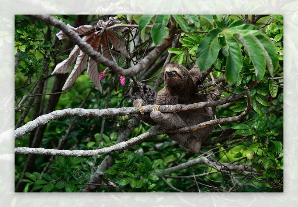 自然动物丛林野生动物哺乳动物毛茸茸的栖息树懒