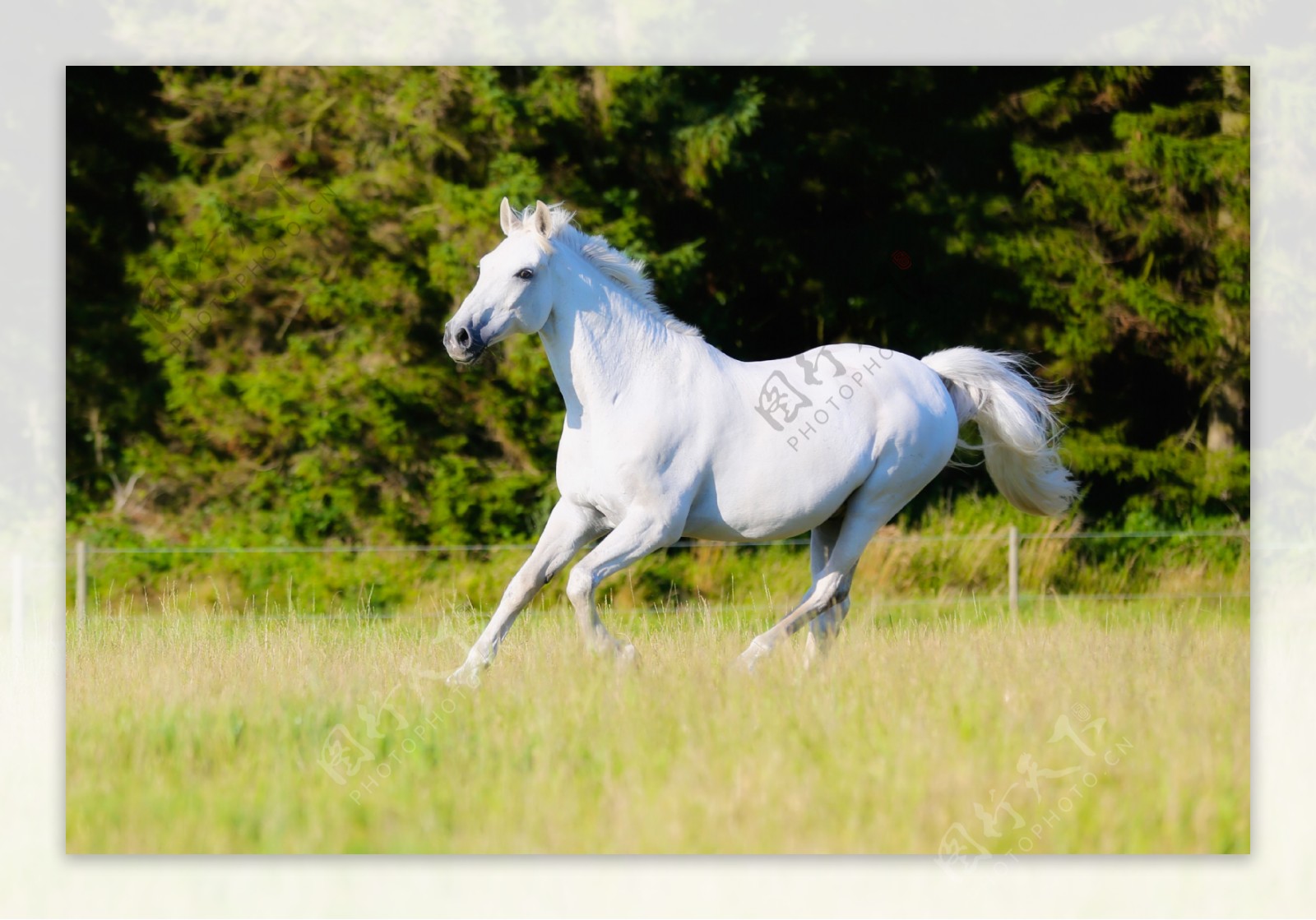 草地驰骋的白马图片