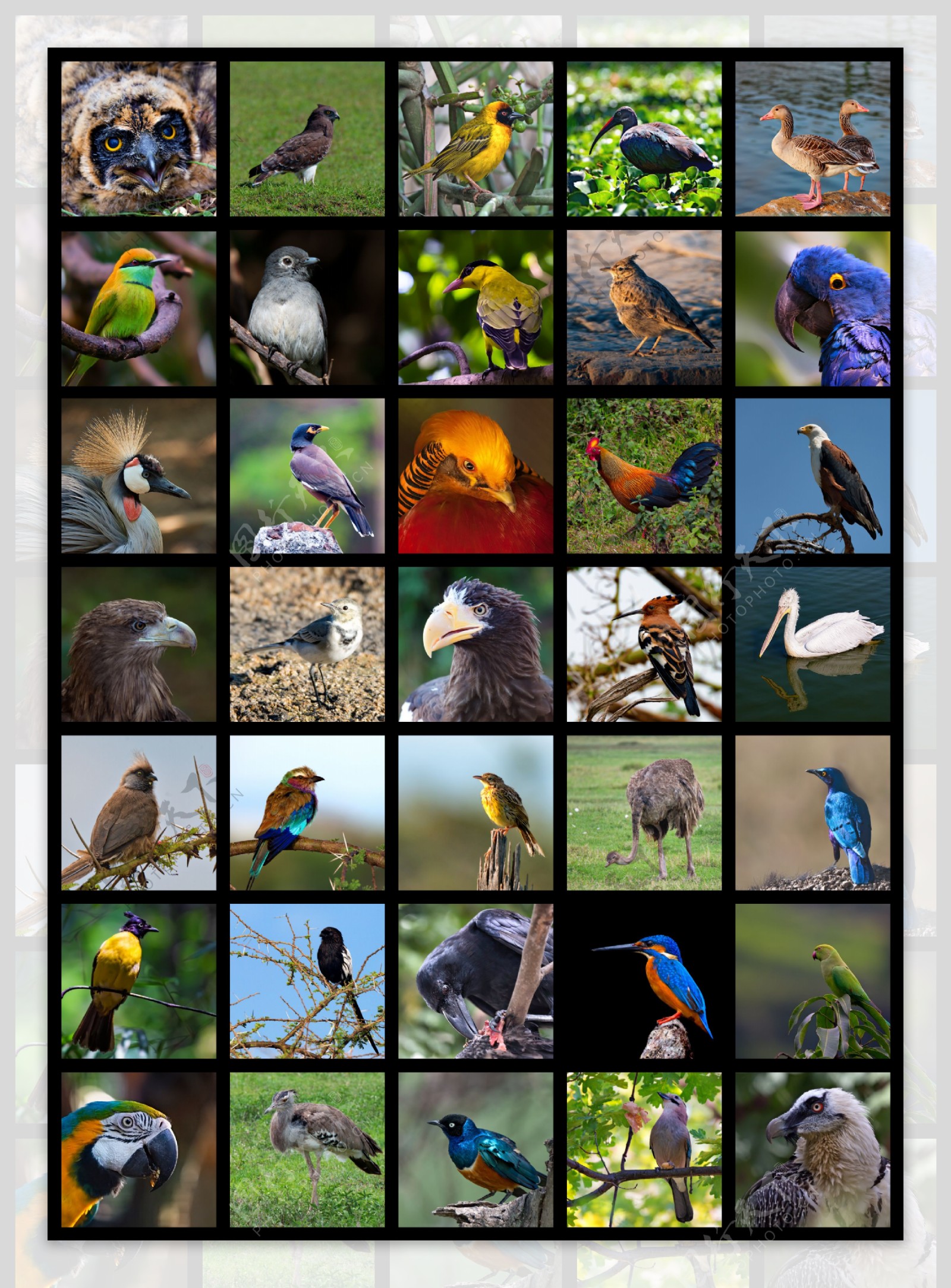 各种鸟类动物图片