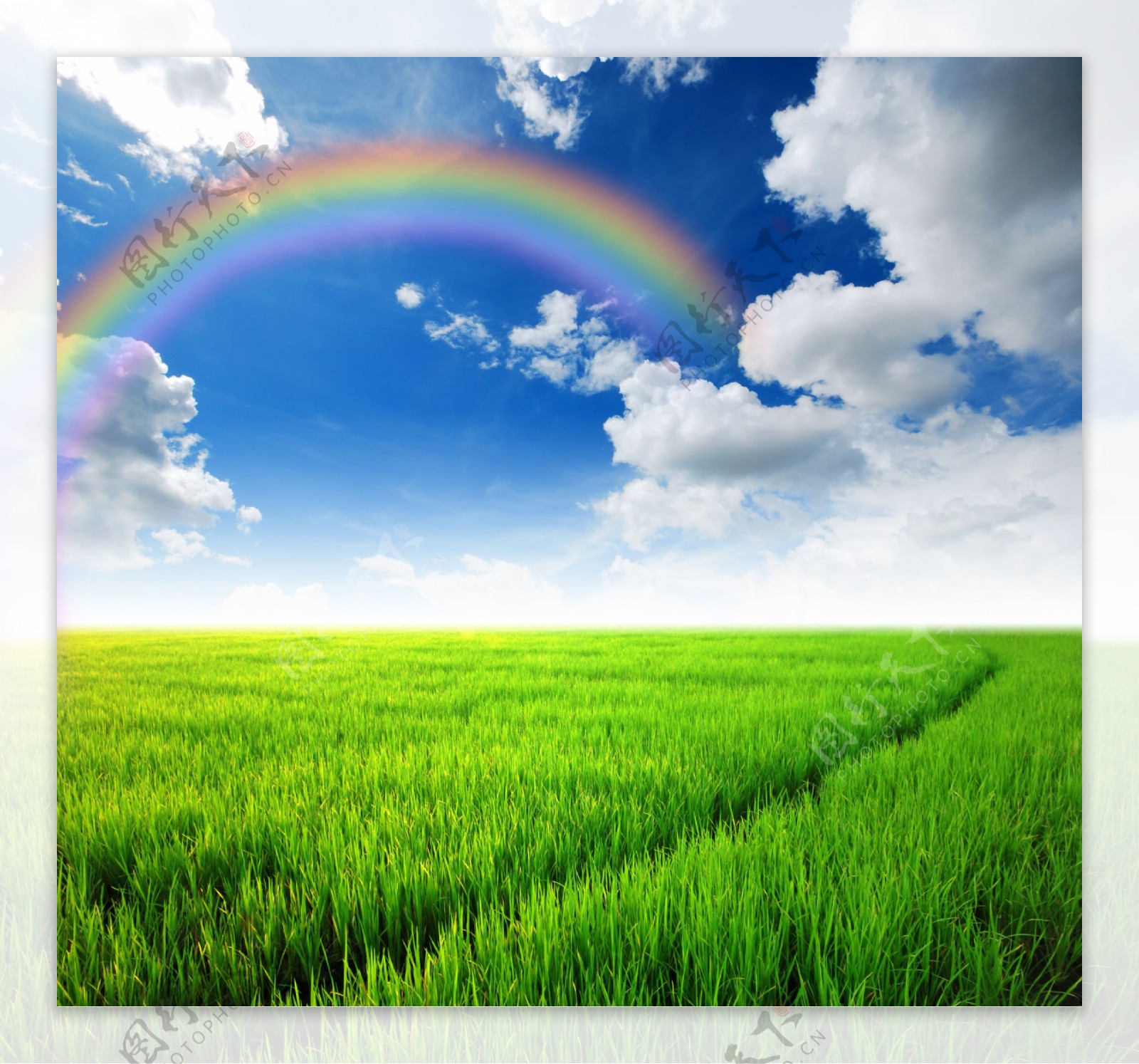 田地上的彩虹图片